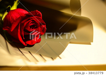 薔薇 バラ科 バラ 38413779
