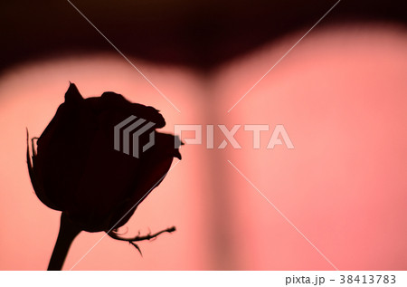 薔薇 バラ科 バラ 38413783