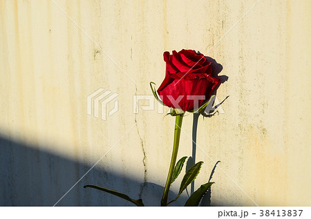 薔薇 バラ科 バラ 38413837
