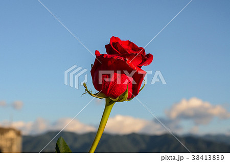 薔薇 バラ科 バラ 38413839