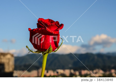 薔薇 バラ科 バラ 38413840
