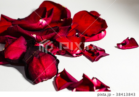 薔薇 バラ科 バラ 38413843