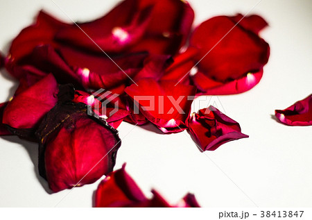 薔薇 バラ科 バラ 38413847