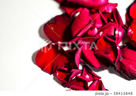 薔薇 バラ科 バラ 38413848