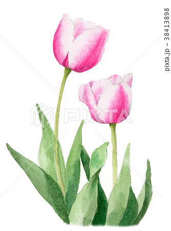 水彩で描いたピンクと白のチューリップのイラスト素材