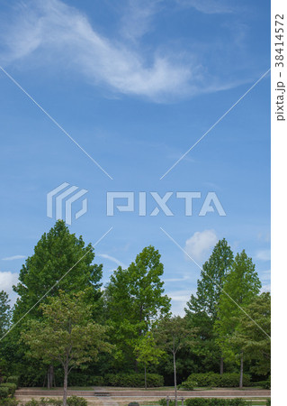 木と青空 木と青空 38414572
