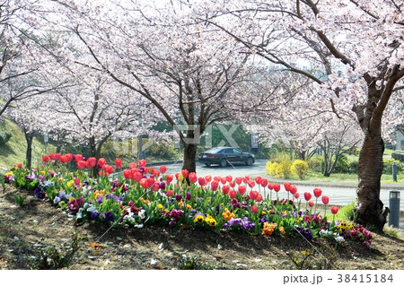 春爛漫道 38415184