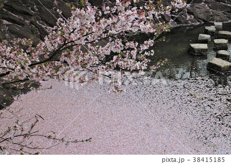 桜の絨毯 38415185