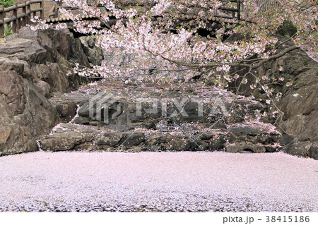 水面桜 38415186
