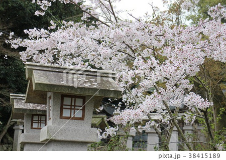 石灯籠のある桜景 石灯籠のある桜景 38415189