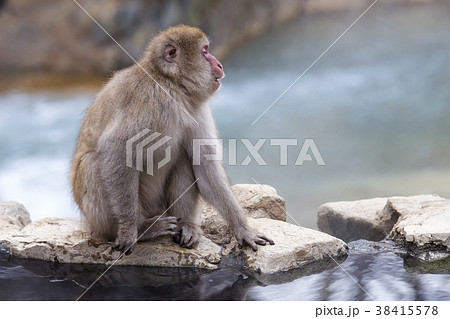 Snow Monkey  face in profile 38415578