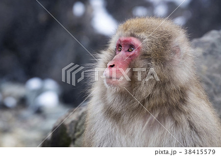 Snow Monkey face in profile Snow Monkey face in profile 38415579