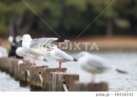 公園のユリカモメ 公園のユリカモメ 38416342
