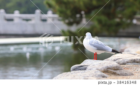 公園のユリカモメ 38416348