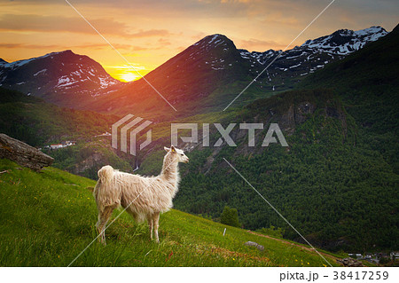 llamas in the mountains. llamas in the mountains. 38417259