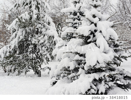 Fir forest during snowfall. 38418015
