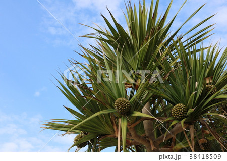 アカタコノキ Pandanus utilis アカタコノキ Pandanus utilis 38418509