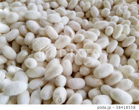 white cocoon for background textured white cocoon for background textured 38418558