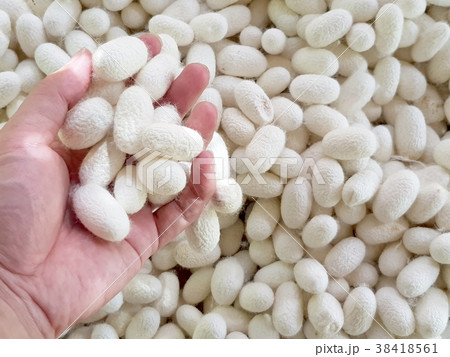 hand holding white cocoon for background textured hand holding white cocoon for background textured 38418561
