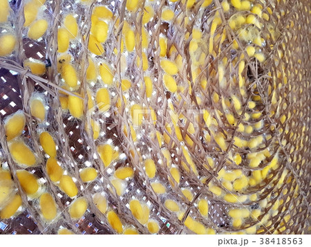 Yellow cocoon on wood basket for background Yellow cocoon on wood basket for background 38418563