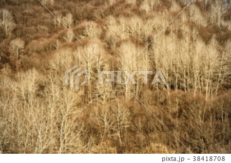 Blurred Background Pattern of Autumn Forest in Blurred Background Pattern of Autumn Forest in 38418708