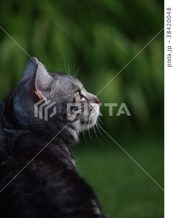 新緑と猫 38420048