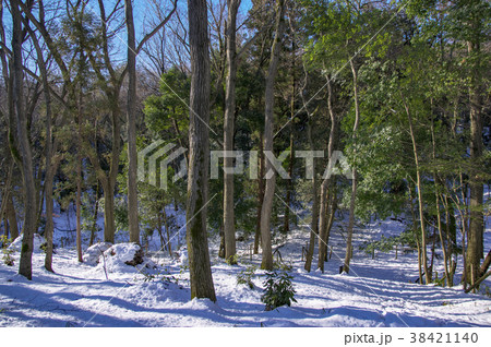 雪景色の狭山丘陵 38421140