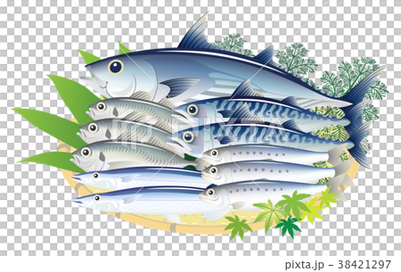 青魚 鰹 鯖 鯵 秋刀魚 鰯 白背景のイラスト素材
