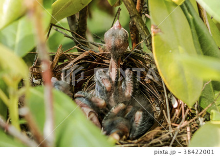Four day old cardinal chicks in their birds nest 38422001