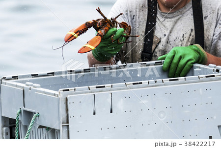 Maine Lobster sorted into bins 38422217