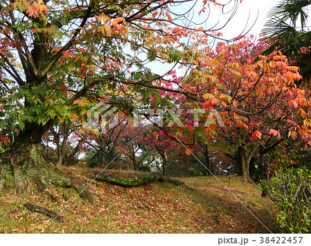 夙川公園の櫨の木(ハゼノキ)の紅葉/櫨紅葉(はぜもみじ): 俳句の季語 夙川公園の櫨の木(ハゼノキ)の紅葉/櫨紅葉(はぜもみじ): 俳句の季語 38422457