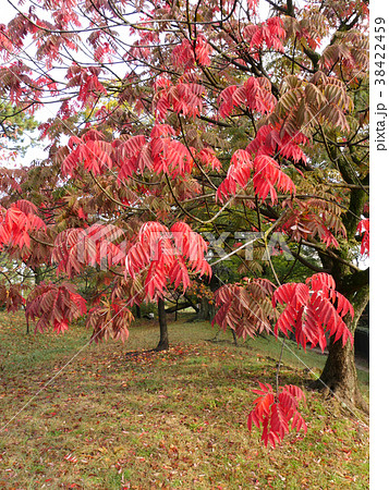 夙川公園の櫨の木 ハゼノキ の紅葉 櫨紅葉 はぜもみじ 俳句の季語の写真素材