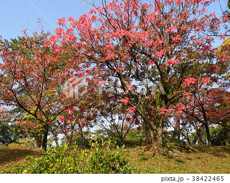 夙川公園の櫨の木 ハゼノキ の紅葉 櫨紅葉 はぜもみじ 俳句の季語の写真素材