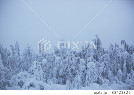 Snow covered trees in Lapland 38423329