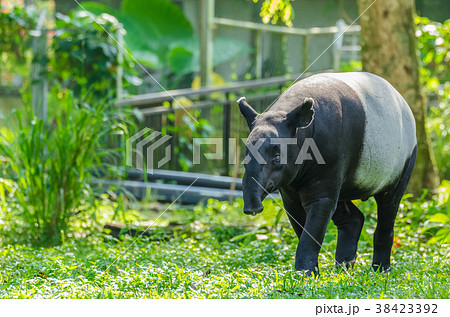 Malayan Tapir (Tapirus Indicus) Malayan Tapir (Tapirus Indicus) 38423392