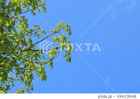 ベニバナトチノキの若葉と青空 ベニバナトチノキの若葉と青空 38423646