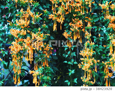 group of cute small beautiful tropical flowers, group of cute small beautiful tropical flowers, 38423920