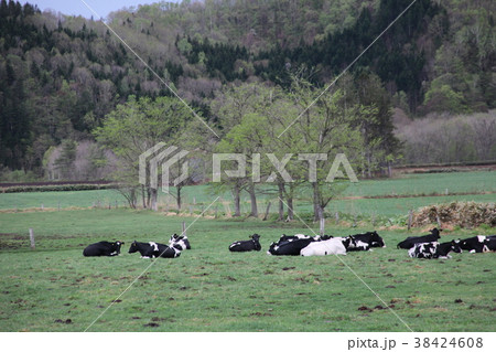 牧場_西興部村 牧場_西興部村 38424608