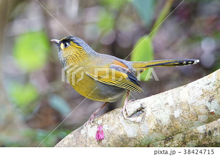 鳥 鳥綱 大雪山 38424715
