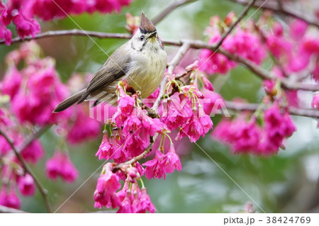 鳥 野鳥 青灰色 38424769