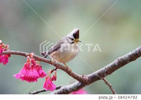 鳥 野鳥 青灰色 38424792