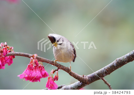 林 森 樹林 38424793