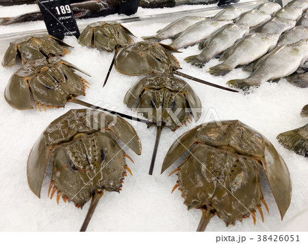 horseshoe crab horseshoe crab 38426051