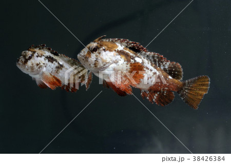 魚 ハオコゼ つがい 魚 ハオコゼ つがい 38426384