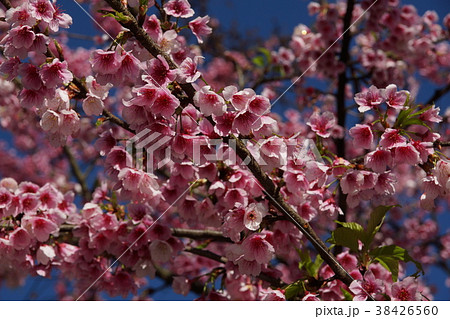 モモの花 はなもも 桃花 38426560