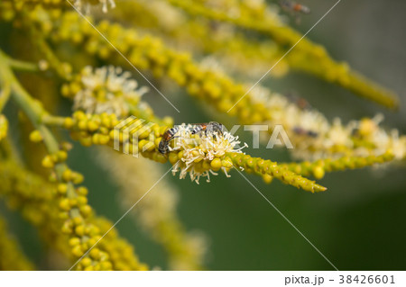 Bee and Green palm tree seed and flower Bee and Green palm tree seed and flower 38426601