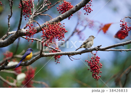 鳥綱 落差 違い 38426833