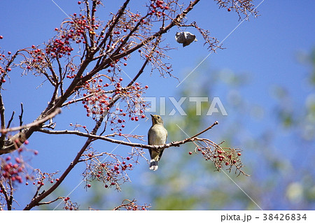 鳥綱 落差 違い 38426834