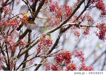 鳥綱 落差 違い 38426835
