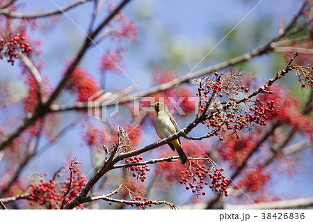 鳥綱 落差 違い 38426836